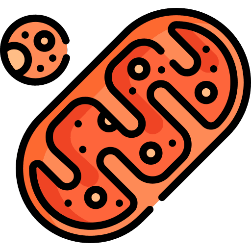 Mitochondria mitochondria mitochondrial dna test icon