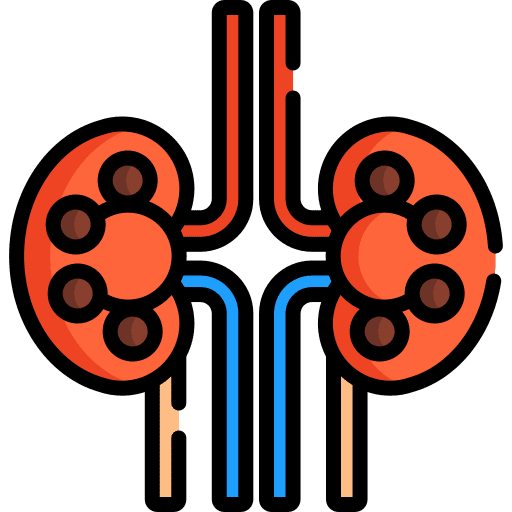 Kidney kidneys human body renal icon