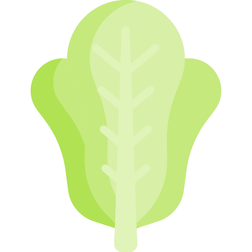 Lettuce vegetable nutrition food icon Lettuce vegetable nutrition food icon