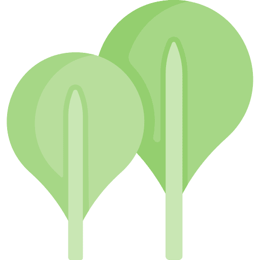 Mache mache corn salad leaf icon Mache mache corn salad leaf icon