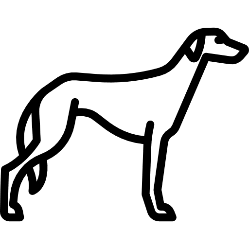 Saluki pet animals dog icon
