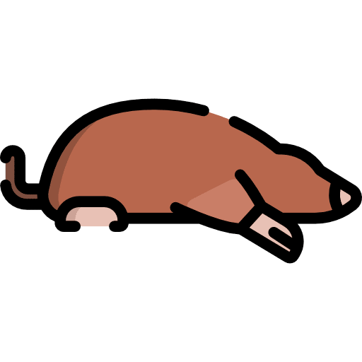Mole wildlife animal mole icon