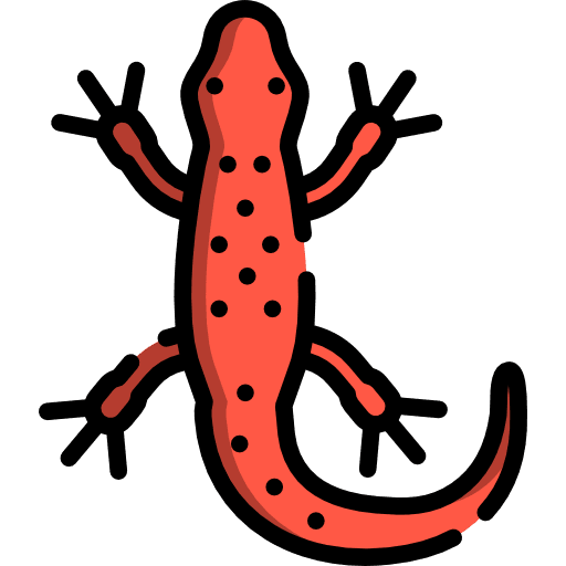 Salamander animal animals reptiles icon