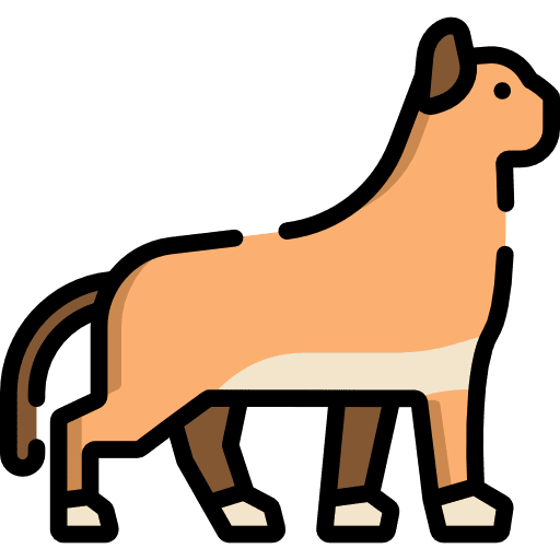 Cat breed animal kingdom pet icon
