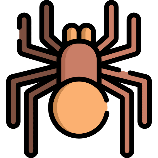 Spider animal spider insect icon