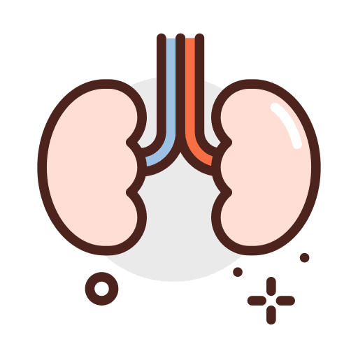 Kidneys urology urologist anatomy icon Kidneys urology urologist anatomy icon