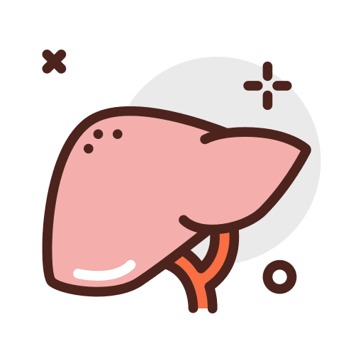 Liver medical body parts anatomy icon Liver medical body parts anatomy icon