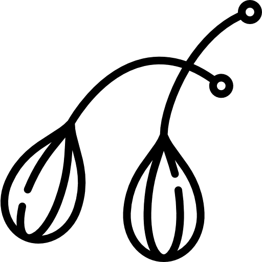 Caper healthy food vegetarian organic icon