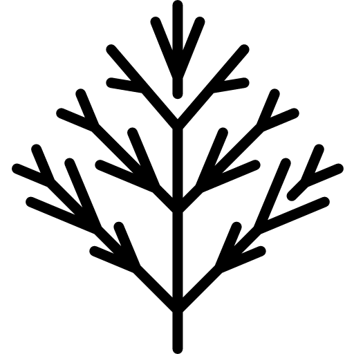 Dill plant aromatic dill icon