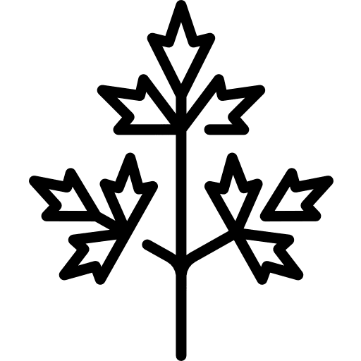 Parsley vegetable vegetarian parsley icon