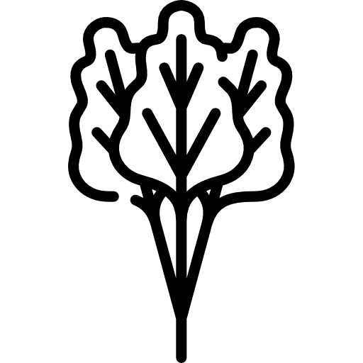 Rhubarb rhubarb vegetable food icon