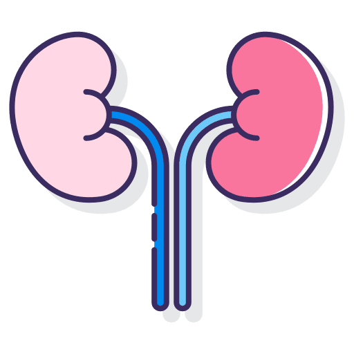 Kidneys health anatomy kidneys icon