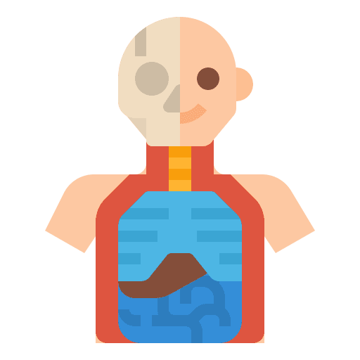 Anatomy human body anatomy healthcare and medical icon Anatomy human body anatomy healthcare and medical icon